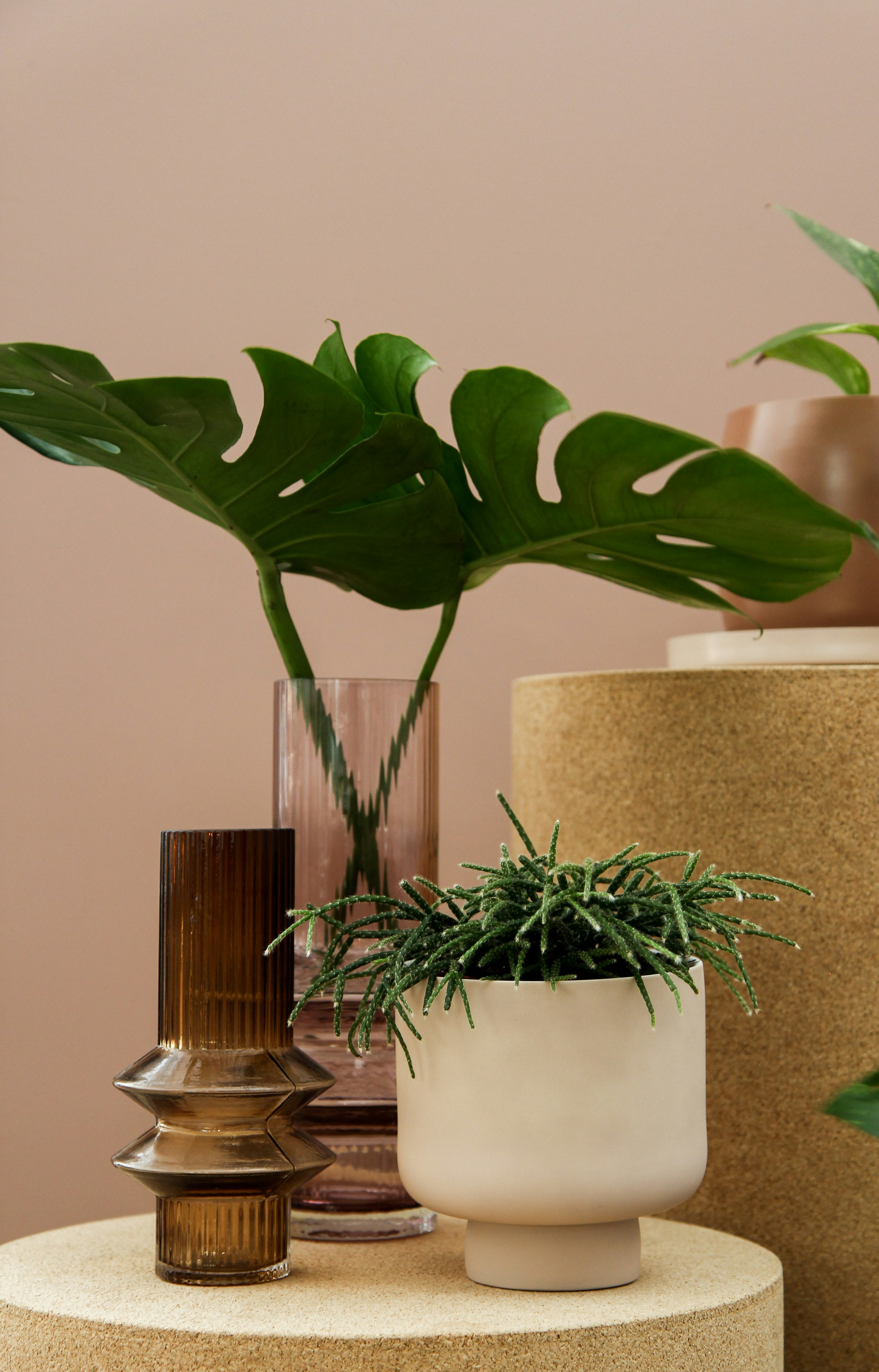 green plant on brown wooden table